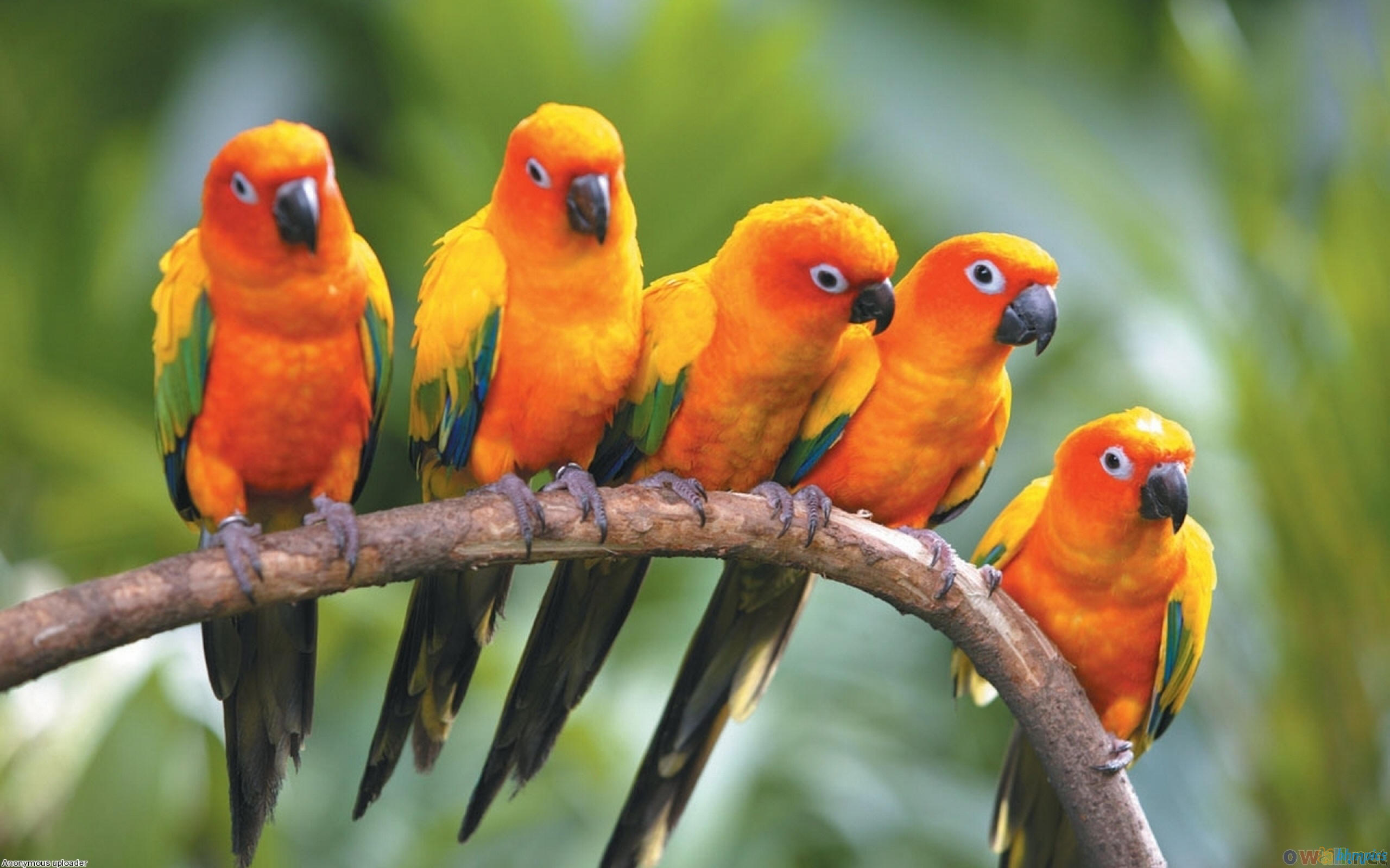 Sun
                  Conure Parrots